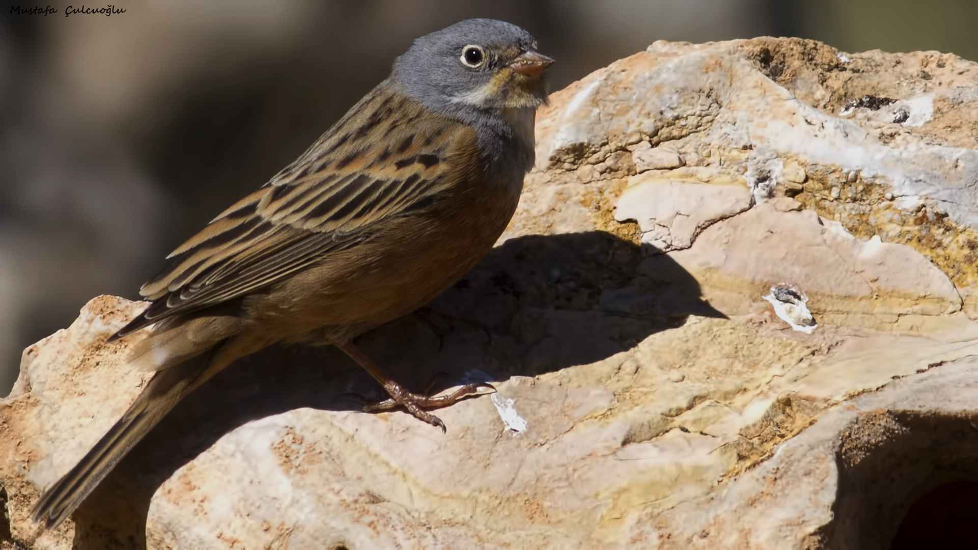 Cretzschmar's Bunting